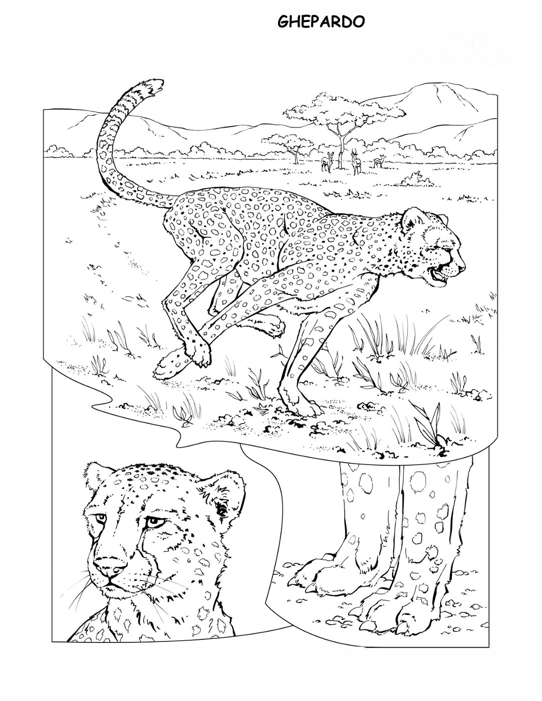 coloring-book-animals A_08