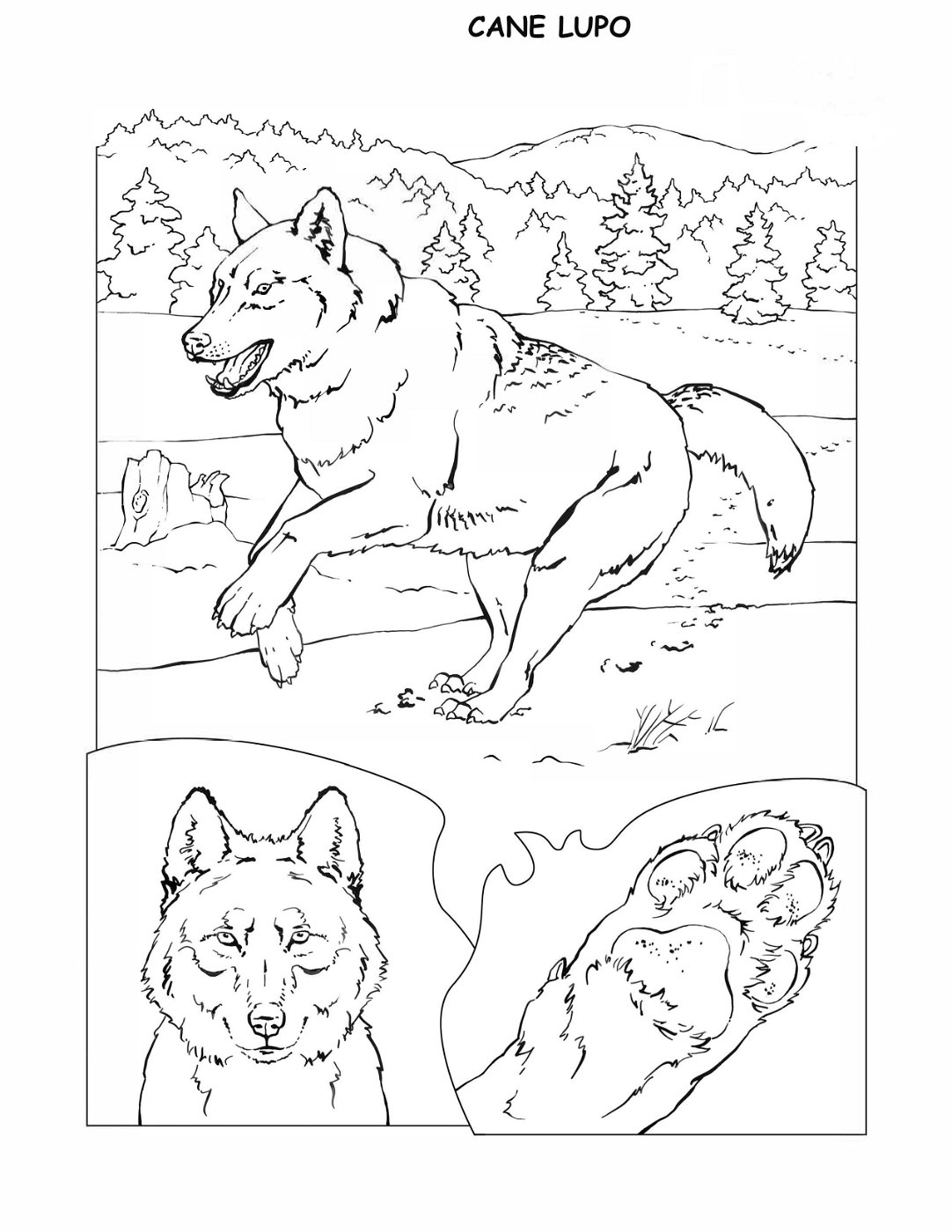 coloring-book-animals A_18