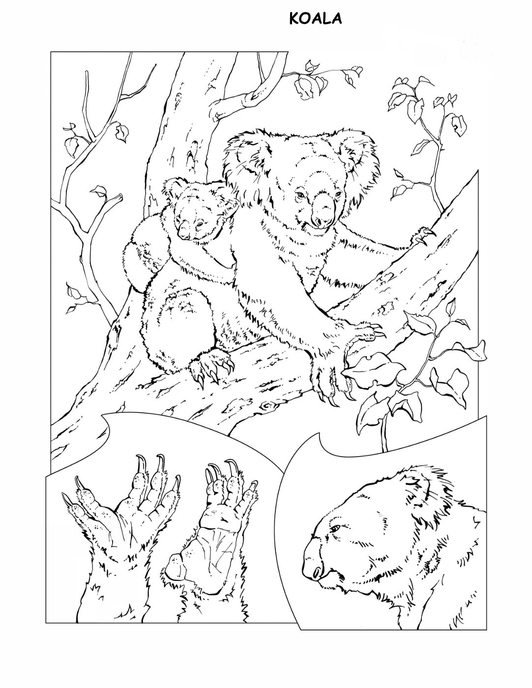 coloring-book-animals A_26