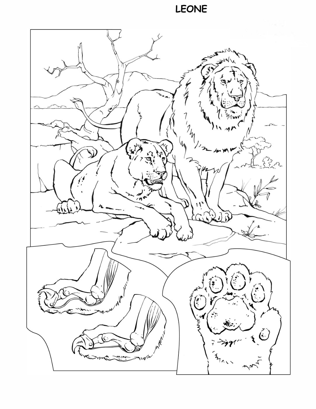 coloring-book-animals A_30