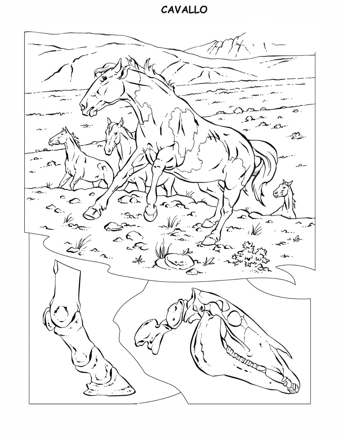 coloring-book-animals A_34