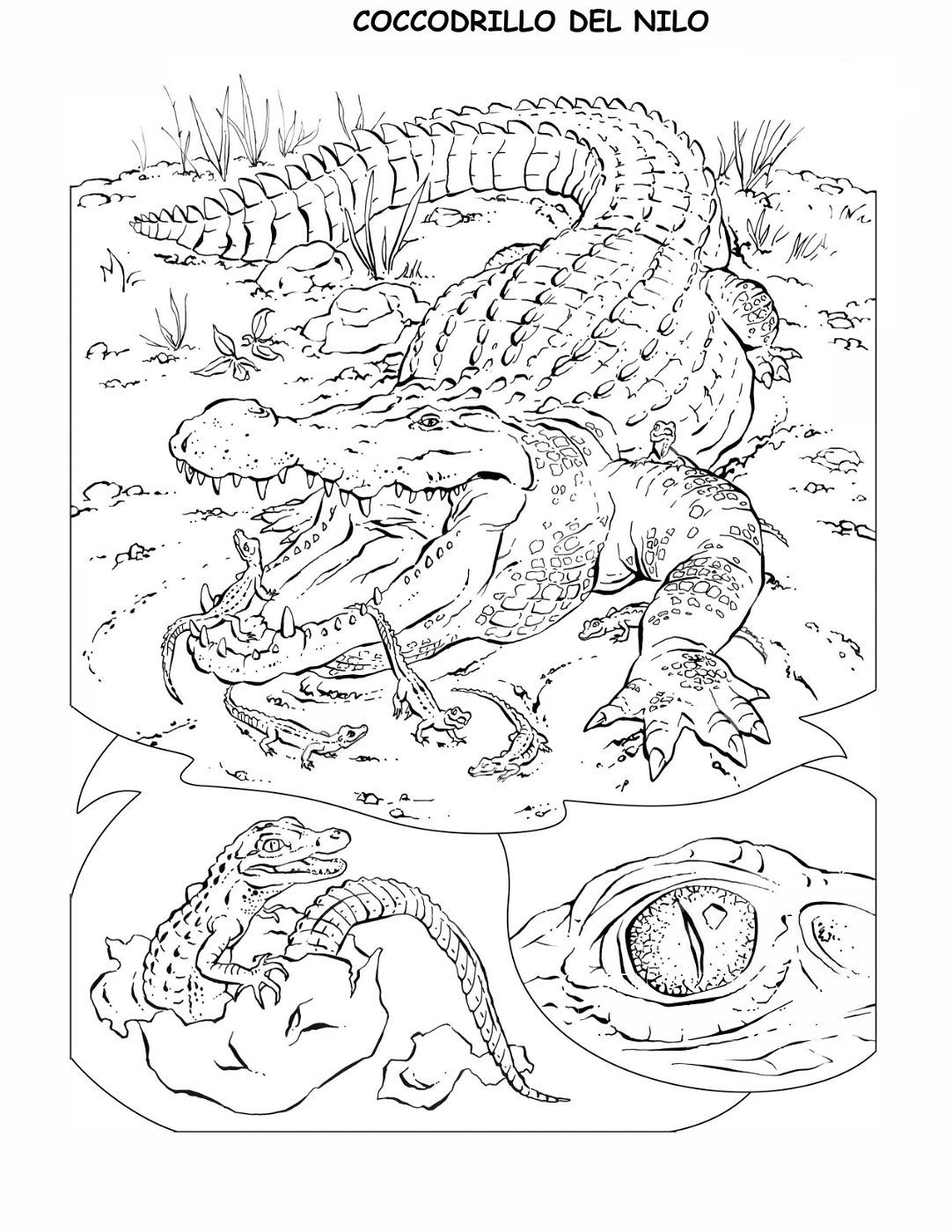 coloring-book-animals A_35