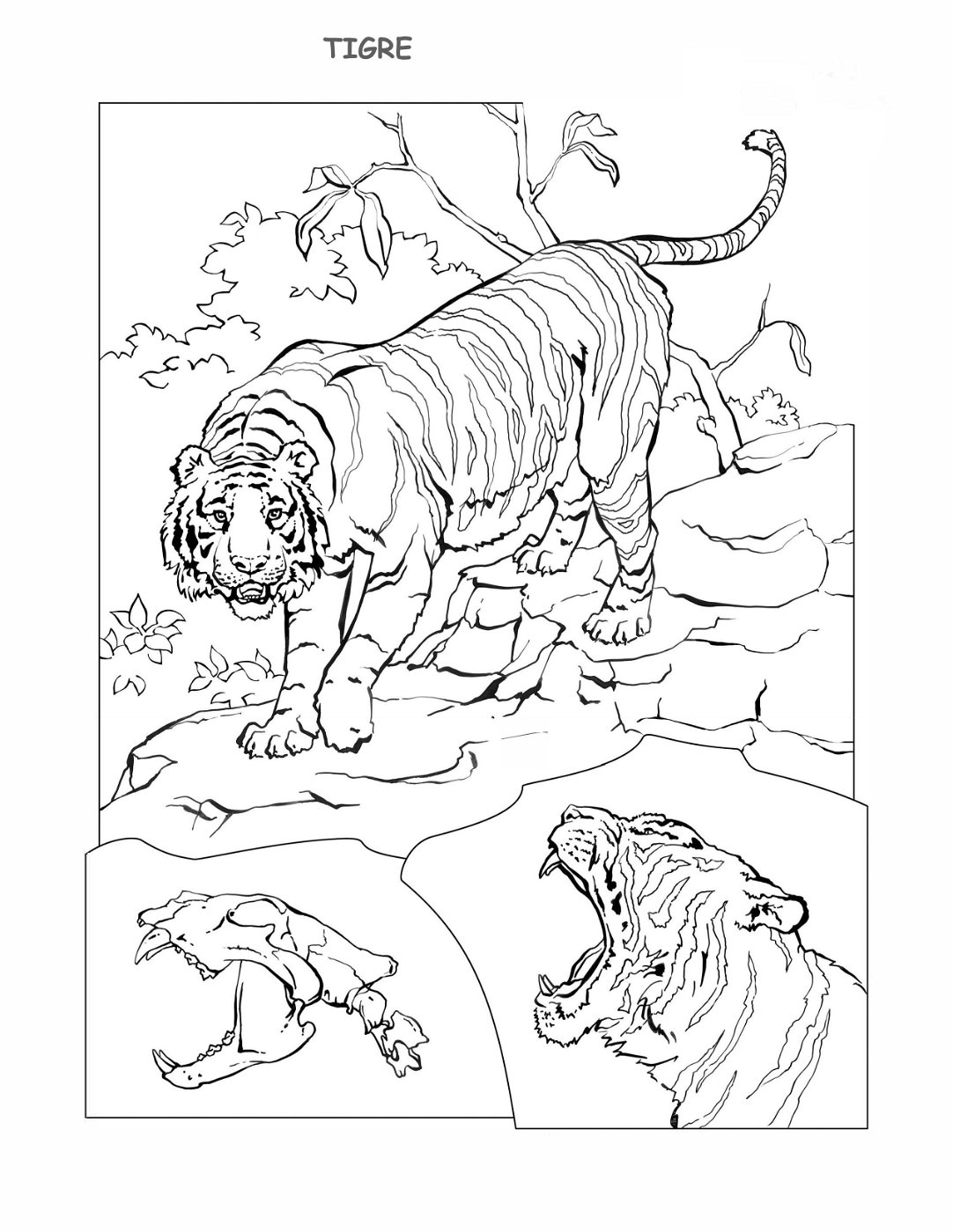 coloring-book-animals A_46