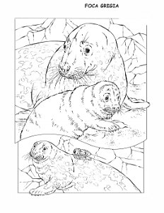 coloring-book-animals A_17