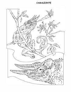coloring-book-animals A_25